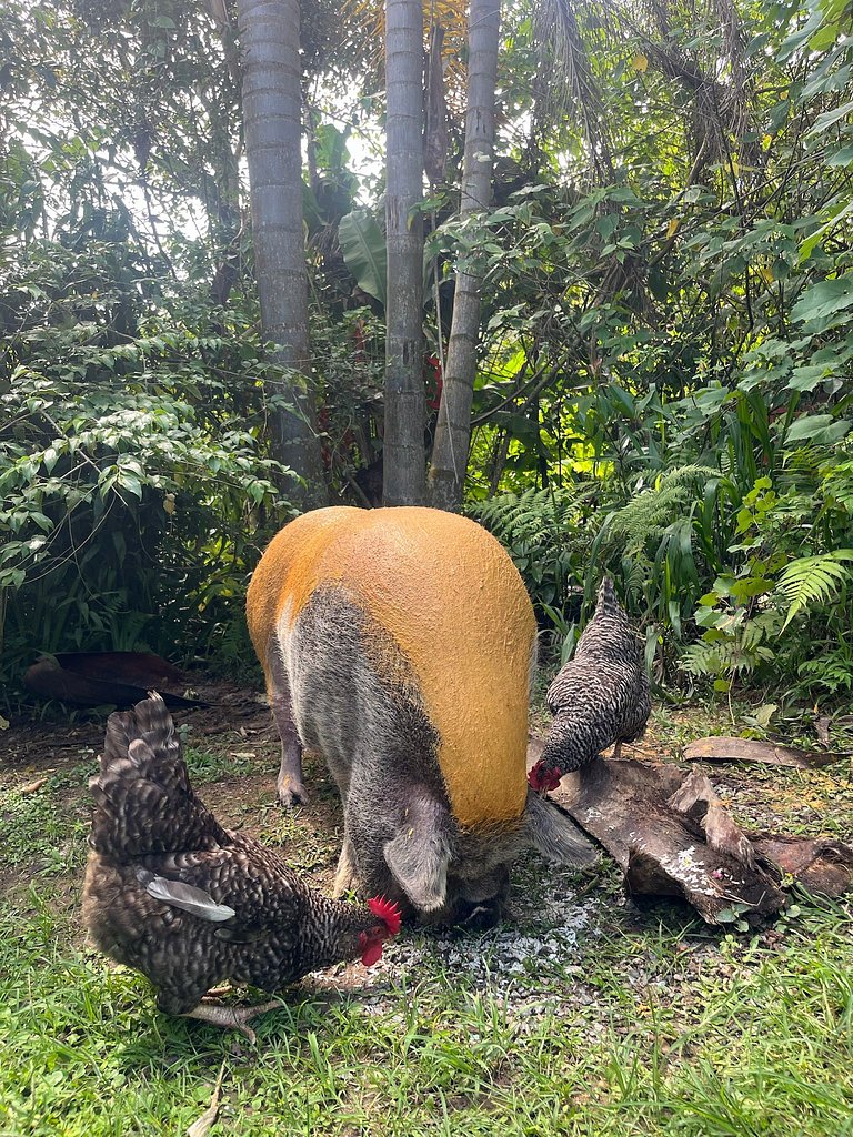 Cabaña del Bosque - Sitio Todo es Arte